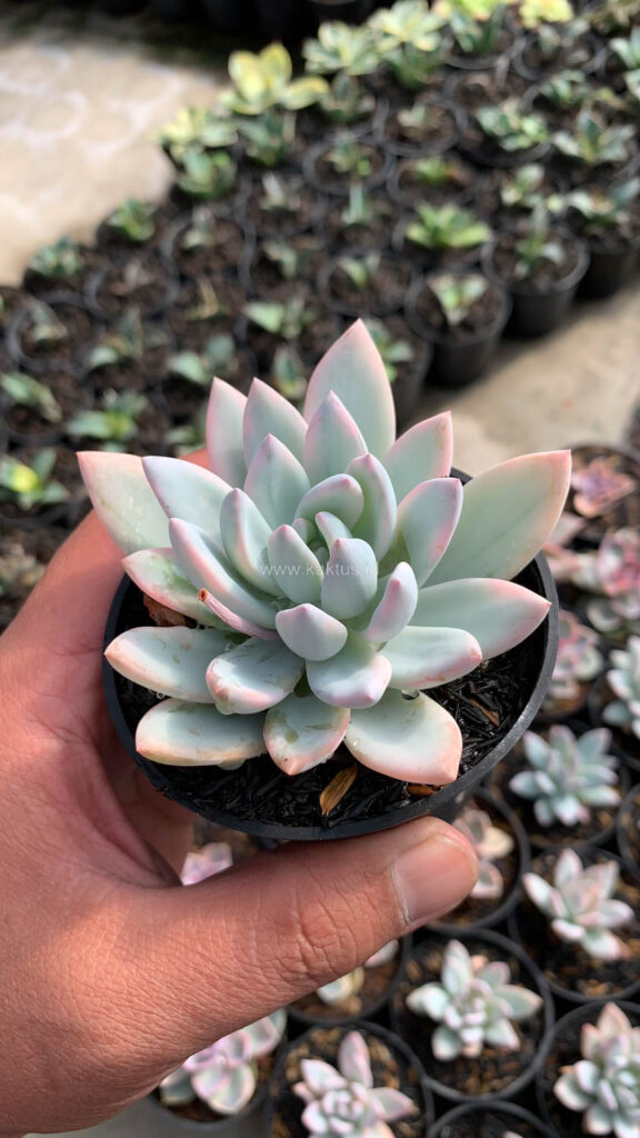 kaktus.id