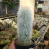 Cephalocereus Senilis 'Old Man Cactus', real feature image plant. Picture taken directly from kaktus.id community Cephalocereus farmer green houses.