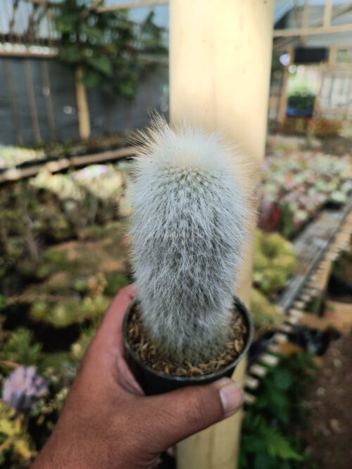 Cephalocereus Senilis 'Old Man Cactus', real gallery image #1 plants. Picture taken directly from kaktus.id community Cephalocereus farmer green houses.