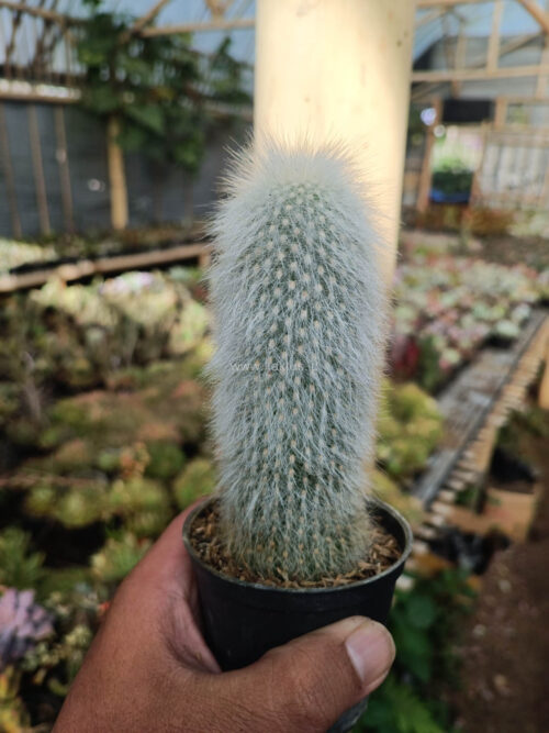 Cephalocereus Senilis 'Old Man Cactus', real gallery image #3 plants. Picture taken directly from kaktus.id community Cephalocereus farmer green houses.