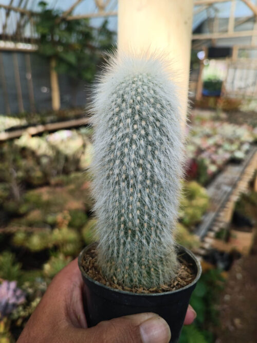 Cephalocereus Senilis 'Old Man Cactus', real gallery image #4 plants. Picture taken directly from kaktus.id community Cephalocereus farmer green houses.