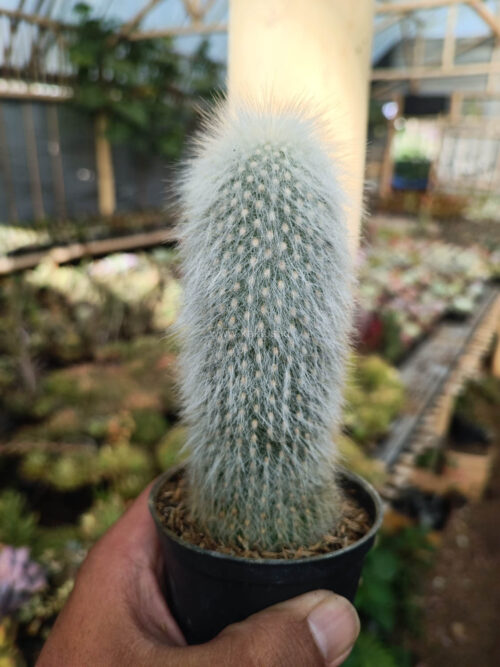 Cephalocereus Senilis 'Old Man Cactus', real gallery image #5 plants. Picture taken directly from kaktus.id community Cephalocereus farmer green houses.