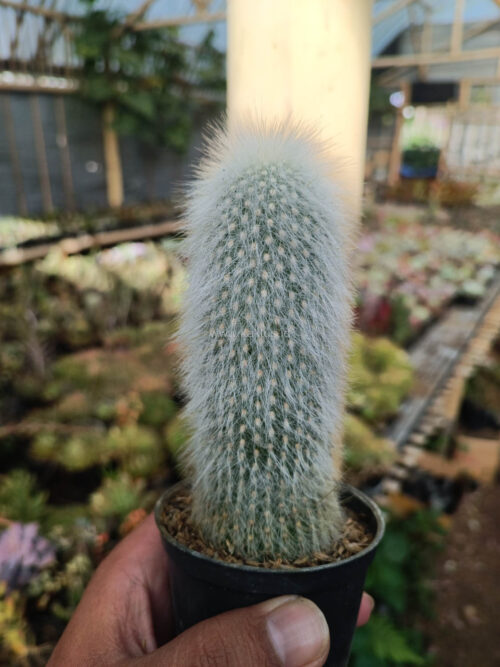 Cephalocereus Senilis 'Old Man Cactus', real gallery image #2 plants. Picture taken directly from kaktus.id community Cephalocereus farmer green houses.
