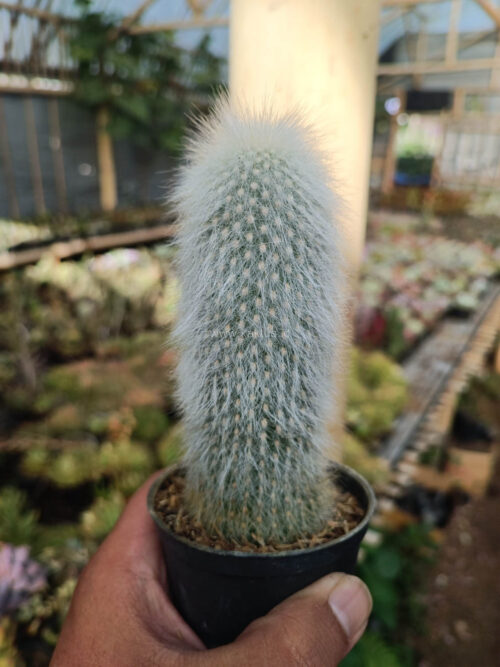 Cephalocereus Senilis 'Old Man Cactus', real gallery image #6 plants. Picture taken directly from kaktus.id community Cephalocereus farmer green houses.
