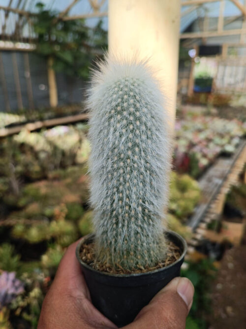 Cephalocereus Senilis 'Old Man Cactus', real gallery image #7 plants. Picture taken directly from kaktus.id community Cephalocereus farmer green houses.