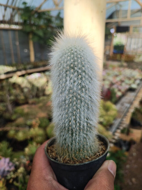Cephalocereus Senilis 'Old Man Cactus', real gallery image #8 plants. Picture taken directly from kaktus.id community Cephalocereus farmer green houses.