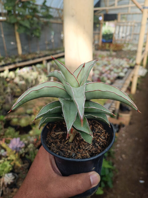 Sansevieria Blue Leaf, real gallery image #2 plants. Picture taken directly from kaktus.id community Sansevieria farmer green houses.