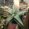Sansevieria Blue Leaf, real feature image plant. Picture taken directly from kaktus.id community Sansevieria farmer green houses.