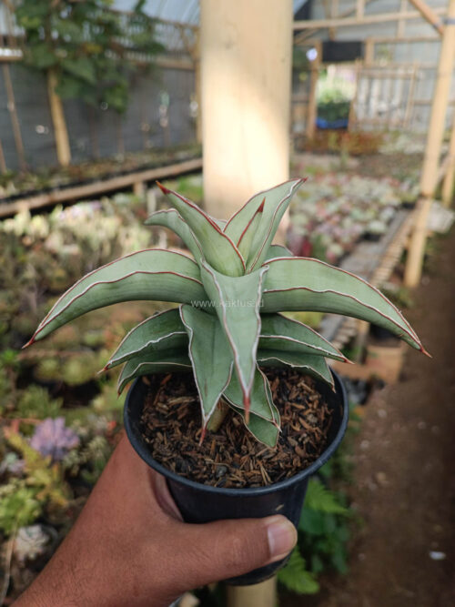 Sansevieria Blue Leaf, real gallery image #10 plants. Picture taken directly from kaktus.id community Sansevieria farmer green houses.