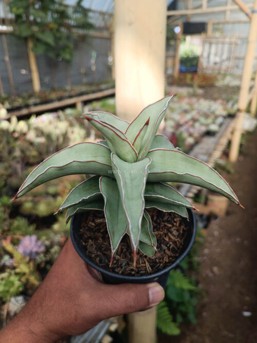 Sansevieria Blue Leaf, real gallery image #16 plants. Picture taken directly from kaktus.id community Sansevieria farmer green houses.