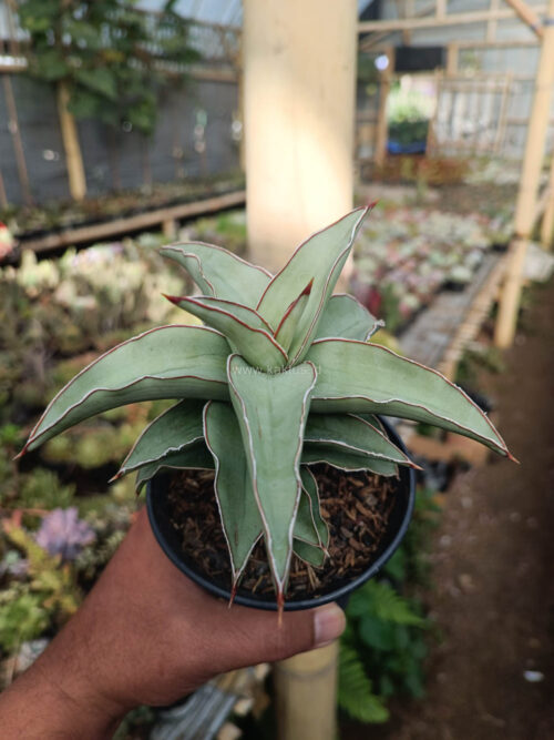 Sansevieria Blue Leaf, real gallery image #17 plants. Picture taken directly from kaktus.id community Sansevieria farmer green houses.