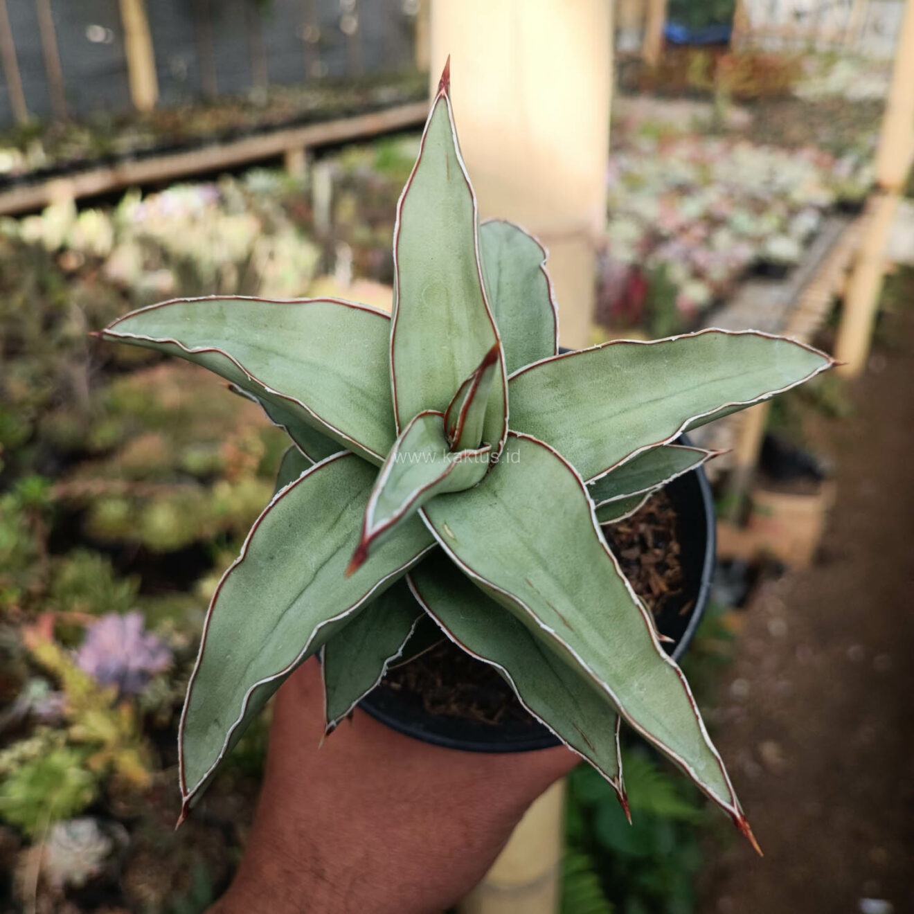 Sansevieria Blue Leaf, real feature image plant. Picture taken directly from kaktus.id community Sansevieria farmer green houses.