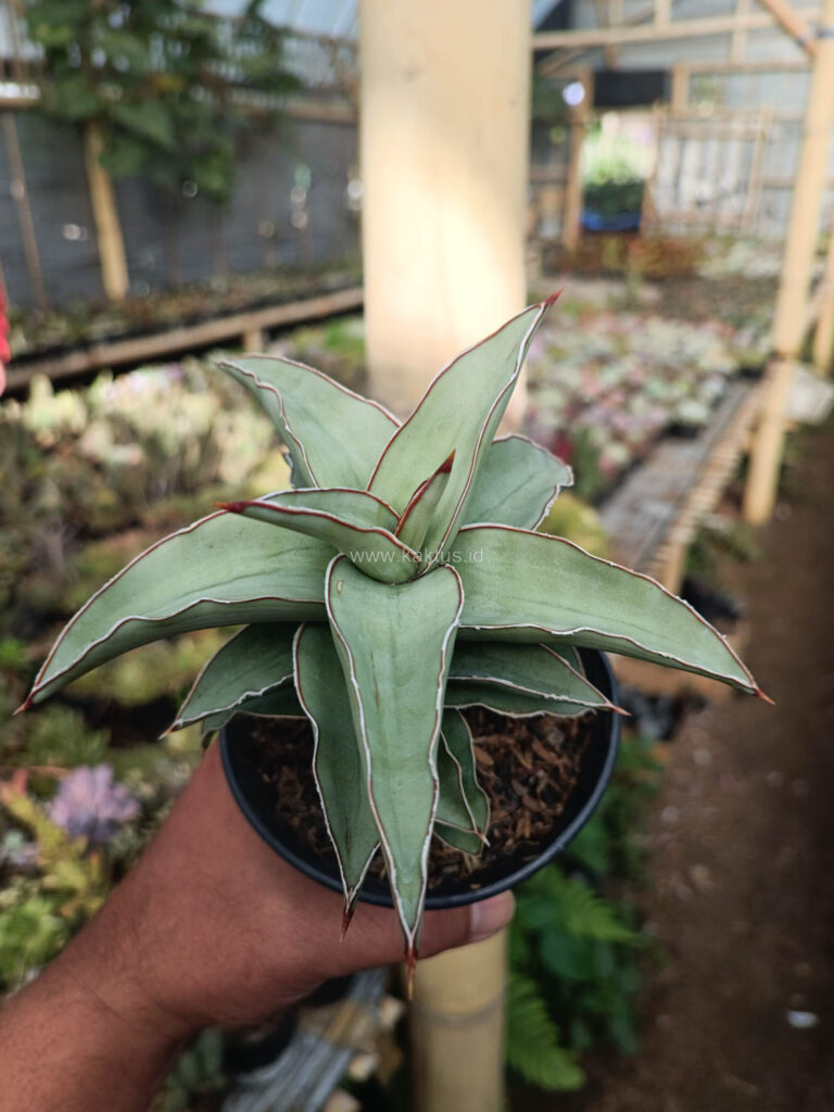 kaktus.id