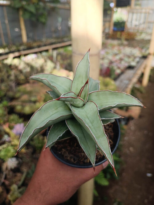 Sansevieria Blue Leaf, real gallery image #4 plants. Picture taken directly from kaktus.id community Sansevieria farmer green houses.