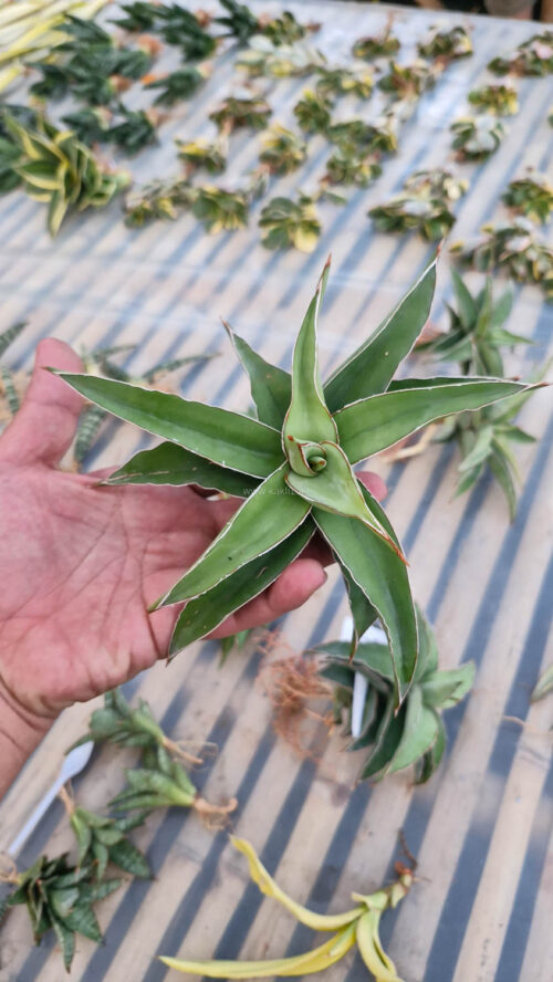Sansevieria Blue Leaf, real gallery image #5 plants. Picture taken directly from kaktus.id community Sansevieria farmer green houses.