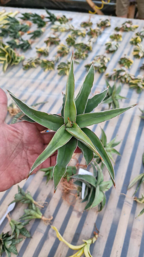 Sansevieria Blue Leaf, real gallery image #3 plants. Picture taken directly from kaktus.id community Sansevieria farmer green houses.