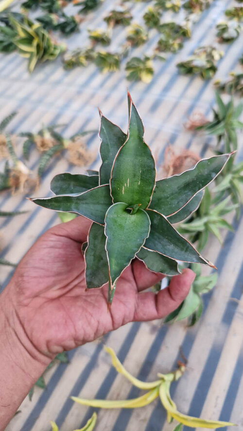 Sansevieria Blue Leaf, real gallery image #7 plants. Picture taken directly from kaktus.id community Sansevieria farmer green houses.