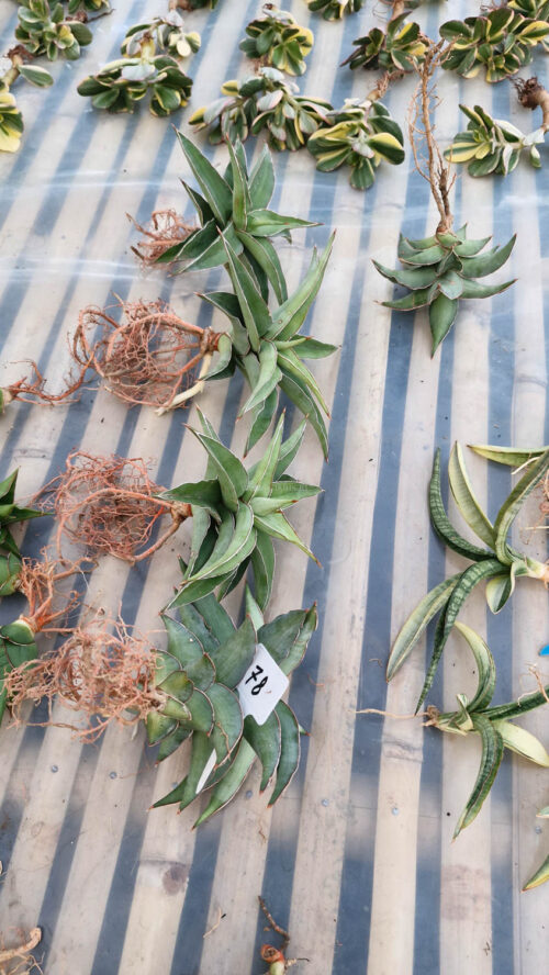 Sansevieria Blue Leaf, real gallery image #8 plants. Picture taken directly from kaktus.id community Sansevieria farmer green houses.