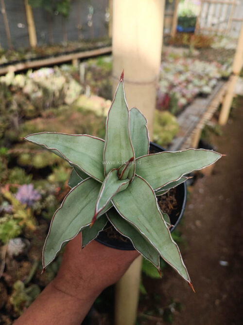 Sansevieria Blue Leaf, real gallery image #6 plants. Picture taken directly from kaktus.id community Sansevieria farmer green houses.