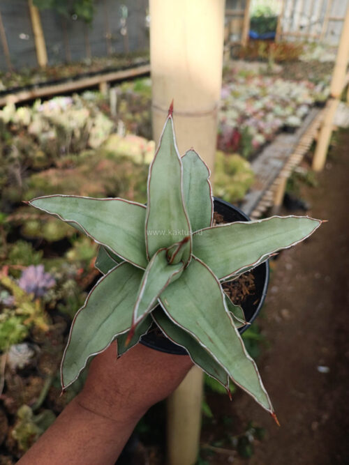 Sansevieria Blue Leaf, real gallery image #9 plants. Picture taken directly from kaktus.id community Sansevieria farmer green houses.