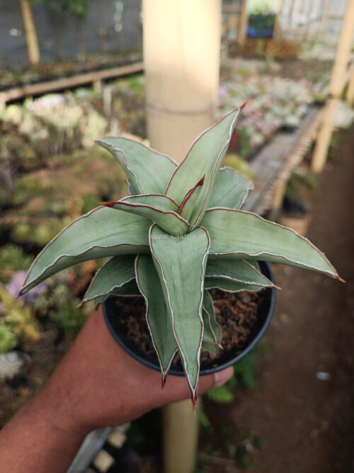 Sansevieria Blue Leaf, real gallery image #11 plants. Picture taken directly from kaktus.id community Sansevieria farmer green houses.