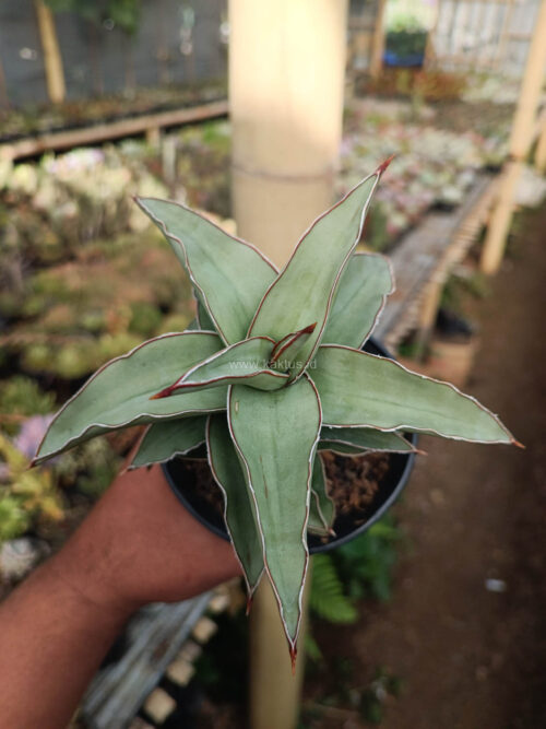 Sansevieria Blue Leaf, real gallery image #13 plants. Picture taken directly from kaktus.id community Sansevieria farmer green houses.