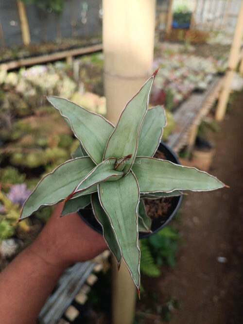 Sansevieria Blue Leaf, real gallery image #14 plants. Picture taken directly from kaktus.id community Sansevieria farmer green houses.
