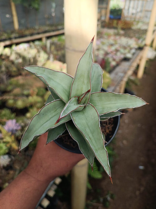 Sansevieria Blue Leaf, real gallery image #15 plants. Picture taken directly from kaktus.id community Sansevieria farmer green houses.