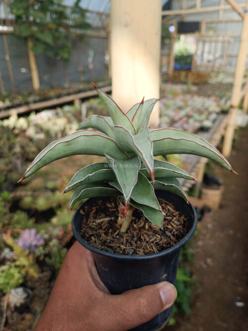 Sansevieria Blue Leaf, real gallery image #12 plants. Picture taken directly from kaktus.id community Sansevieria farmer green houses.