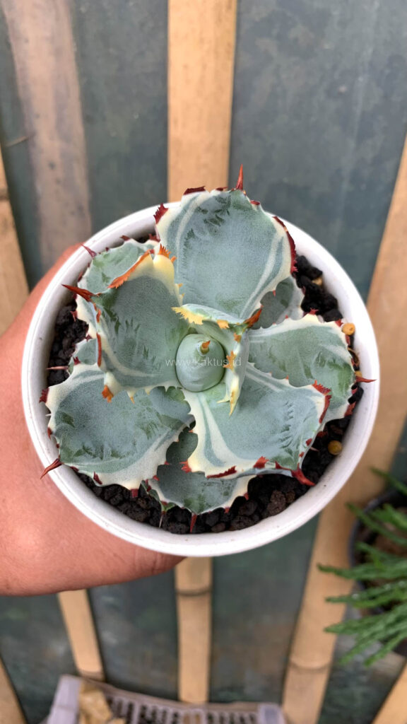 kaktus.id