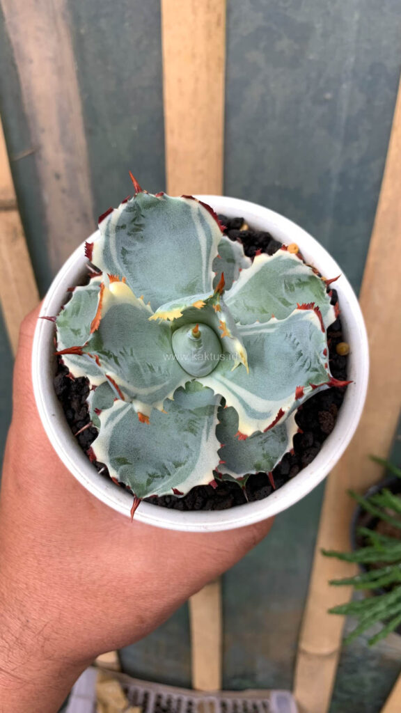 kaktus.id