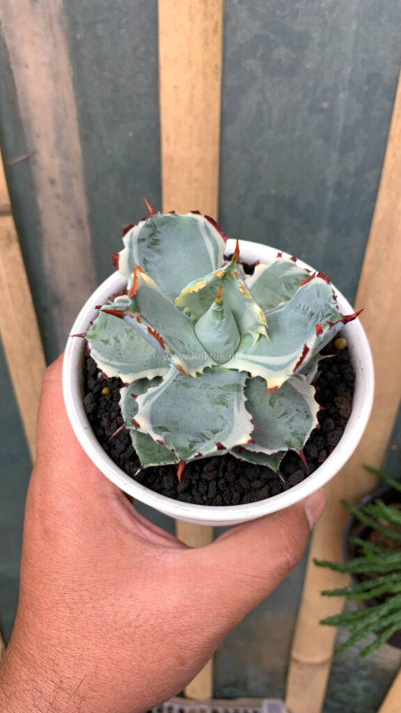 kaktus.id