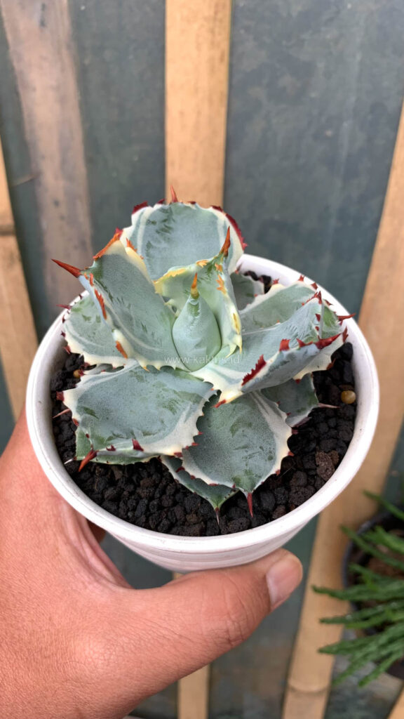 kaktus.id