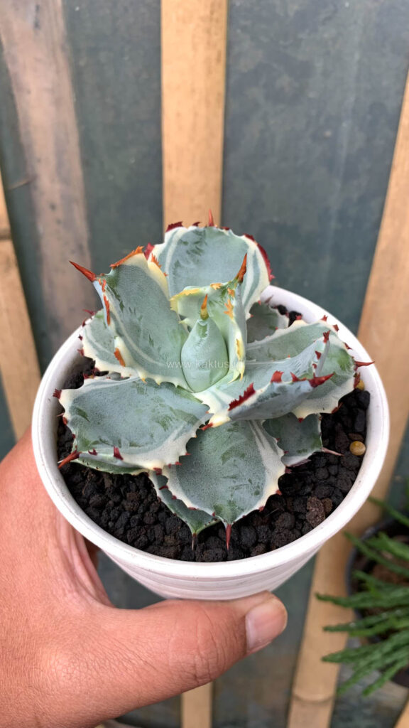 kaktus.id