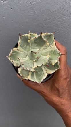 Agave Kabutogani, real gallery image #1 plants. Picture taken directly from kaktus.id community Agave farmer green houses.