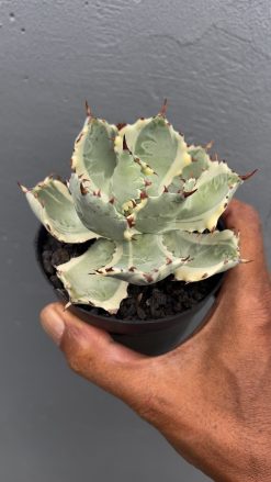 Agave Kabutogani, real gallery image #2 plants. Picture taken directly from kaktus.id community Agave farmer green houses.