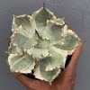 Agave Kabutogani, real feature image plant. Picture taken directly from kaktus.id community Agave farmer green houses.