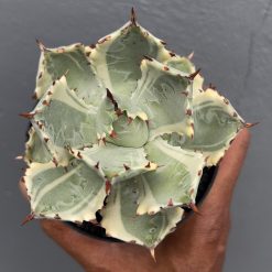 Agave Kabutogani, real feature image plant. Picture taken directly from kaktus.id community Agave farmer green houses.
