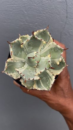 Agave Kabutogani, real gallery image #3 plants. Picture taken directly from kaktus.id community Agave farmer green houses.