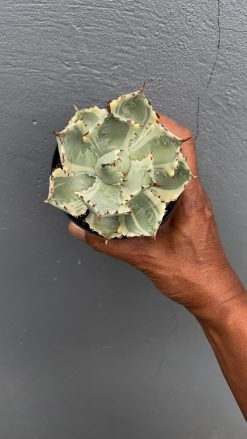 Agave Kabutogani, real gallery image #4 plants. Picture taken directly from kaktus.id community Agave farmer green houses.