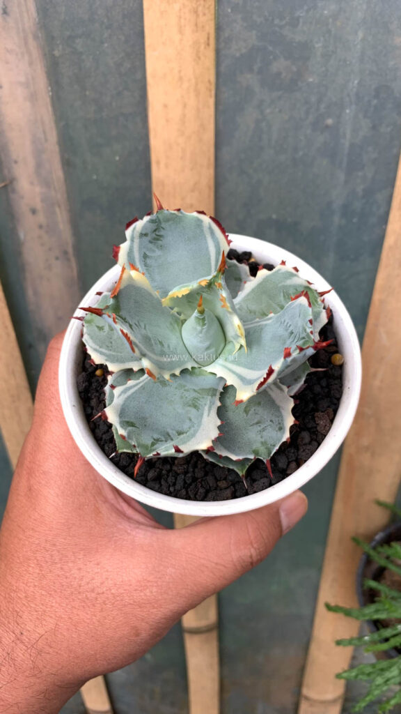 kaktus.id