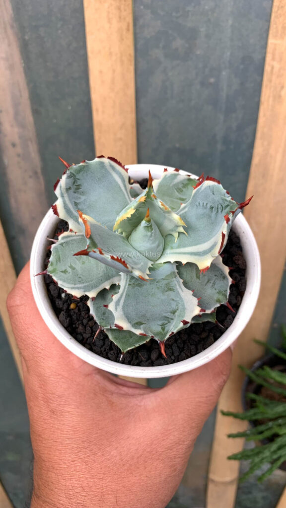 kaktus.id