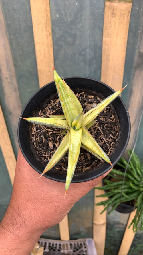 Sansevieria Blue Clone Yellow Variegated, real gallery image #15 plants. Picture taken directly from kaktus.id community Sansevieria farmer green houses.