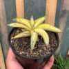 Sansevieria Blue Clone Yellow Variegated, real gallery image #24 plants. Picture taken directly from kaktus.id community Sansevieria farmer green houses.