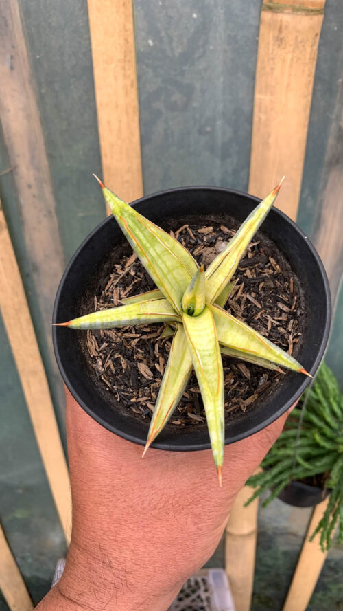 Sansevieria Blue Clone Yellow Variegated, real gallery image #14 plants. Picture taken directly from kaktus.id community Sansevieria farmer green houses.