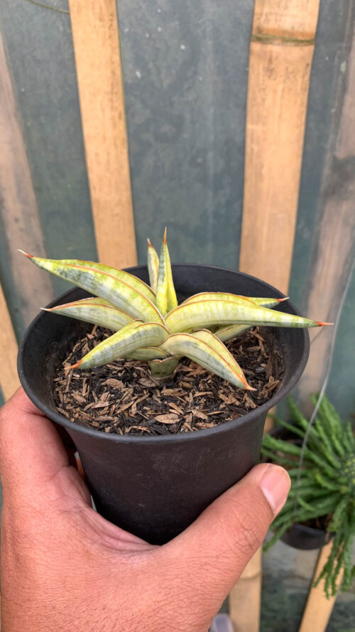 Sansevieria Blue Clone Yellow Variegated, real gallery image #13 plants. Picture taken directly from kaktus.id community Sansevieria farmer green houses.