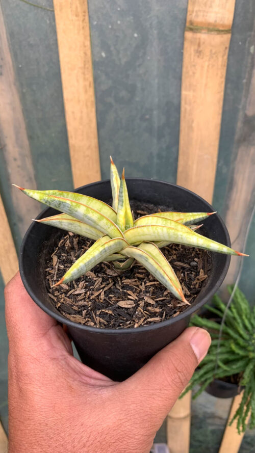 Sansevieria Blue Clone Yellow Variegated, real gallery image #12 plants. Picture taken directly from kaktus.id community Sansevieria farmer green houses.