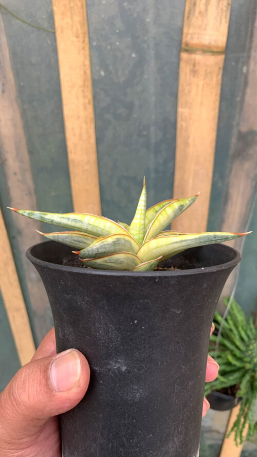 Sansevieria Blue Clone Yellow Variegated, real gallery image #11 plants. Picture taken directly from kaktus.id community Sansevieria farmer green houses.