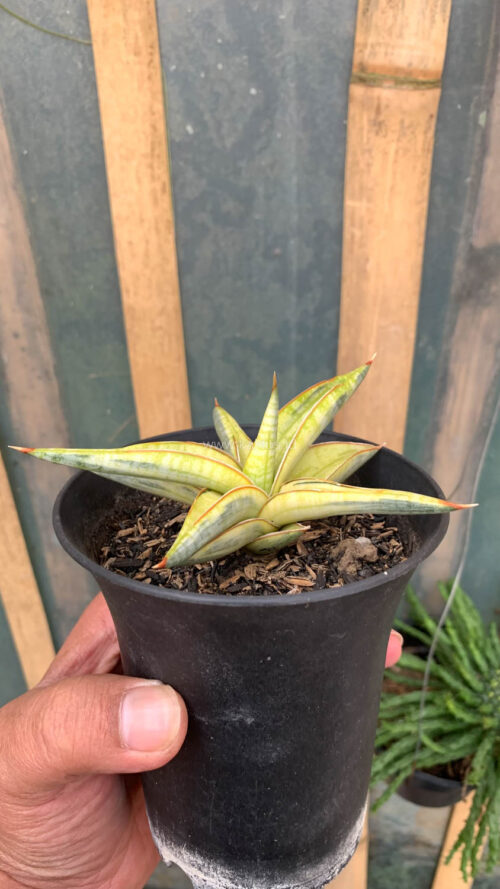 Sansevieria Blue Clone Yellow Variegated, real gallery image #10 plants. Picture taken directly from kaktus.id community Sansevieria farmer green houses.