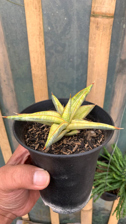 Sansevieria Blue Clone Yellow Variegated, real gallery image #9 plants. Picture taken directly from kaktus.id community Sansevieria farmer green houses.